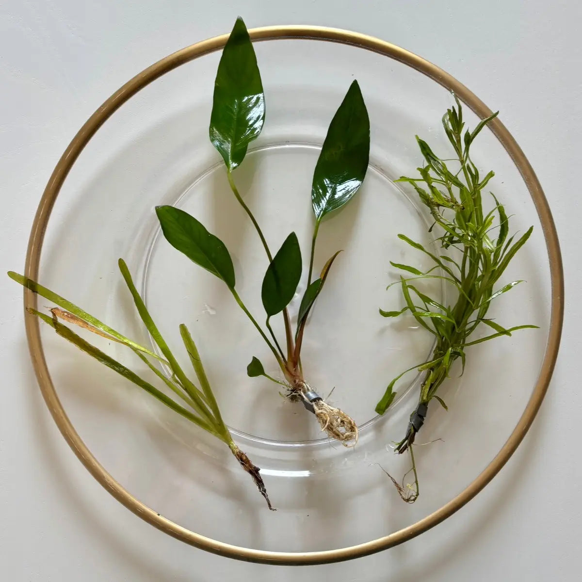 Aquarium Plant Surprise Pack - 3 Handpicked Aquatic Plants Perfect for Your Tank!