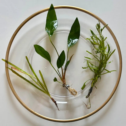 Aquarium Plant Surprise Pack - 3 Handpicked Aquatic Plants Perfect for Your Tank!