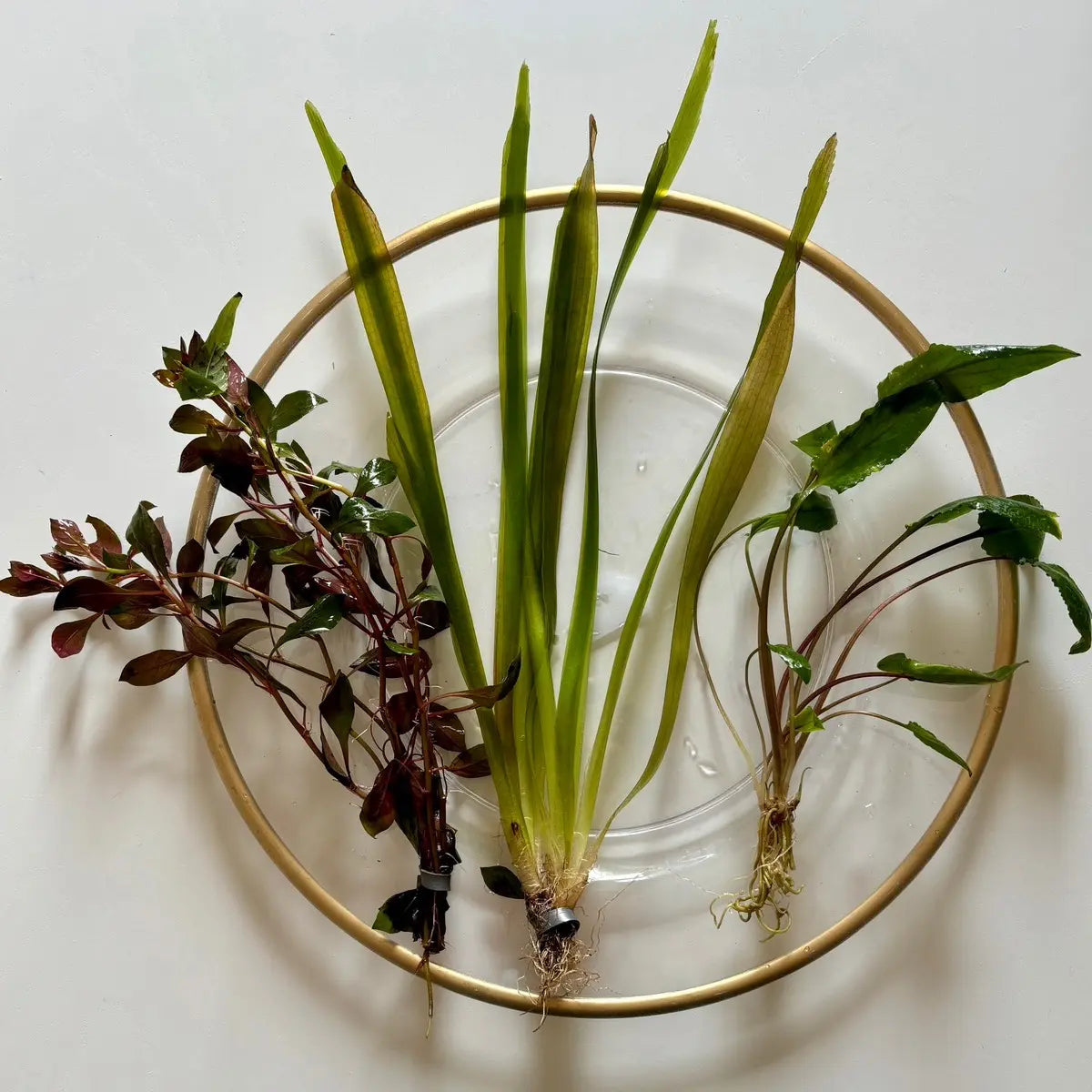 Aquarium Plant Surprise Pack - 3 Handpicked Aquatic Plants Perfect for Your Tank!