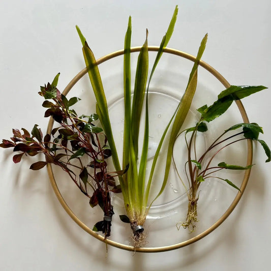 Aquarium Plant Surprise Pack - 3 Handpicked Aquatic Plants Perfect for Your Tank!