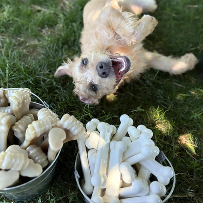 Nylabone Power Chew Bones 🦴🔥 Tough Nylon Twin Pack – Bacon & Chicken, Medium Dogs