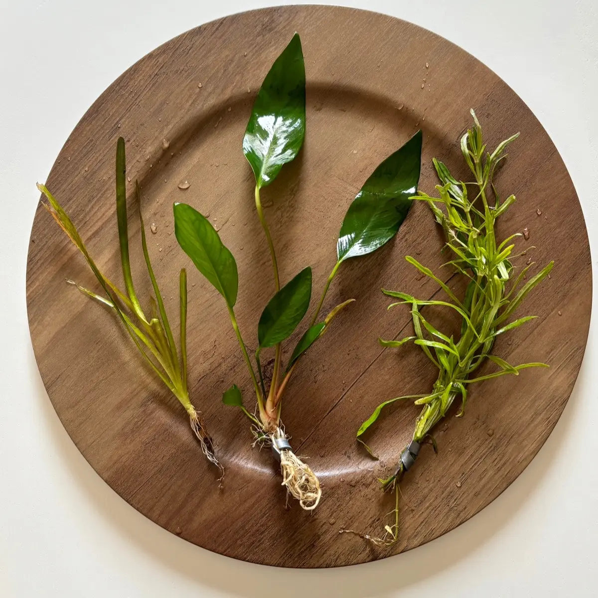 Aquarium Plant Surprise Pack - 3 Handpicked Aquatic Plants Perfect for Your Tank!