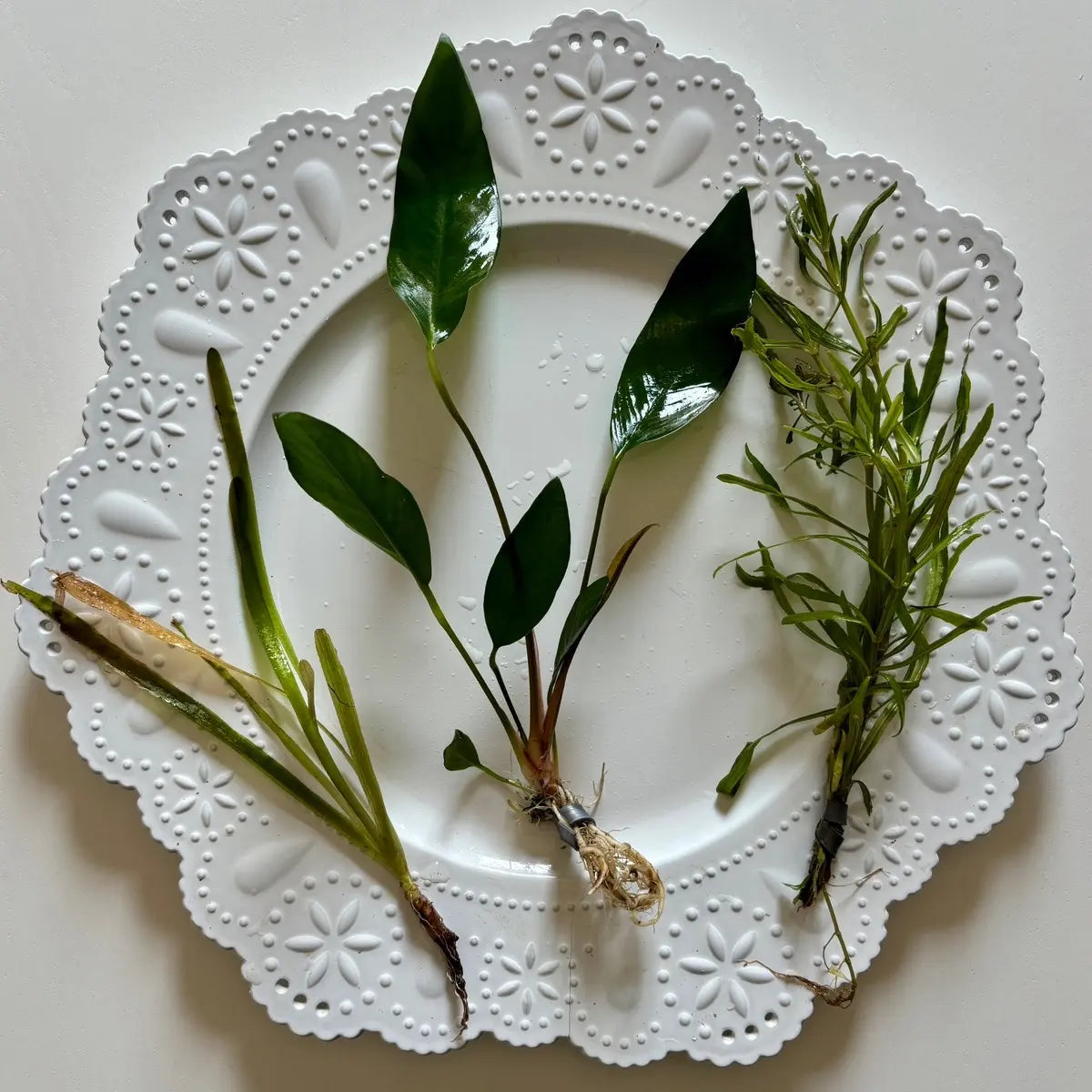 Aquarium Plant Surprise Pack - 3 Handpicked Aquatic Plants Perfect for Your Tank!
