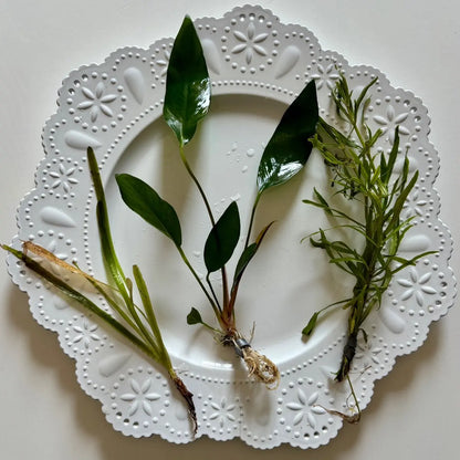 Aquarium Plant Surprise Pack - 3 Handpicked Aquatic Plants Perfect for Your Tank!