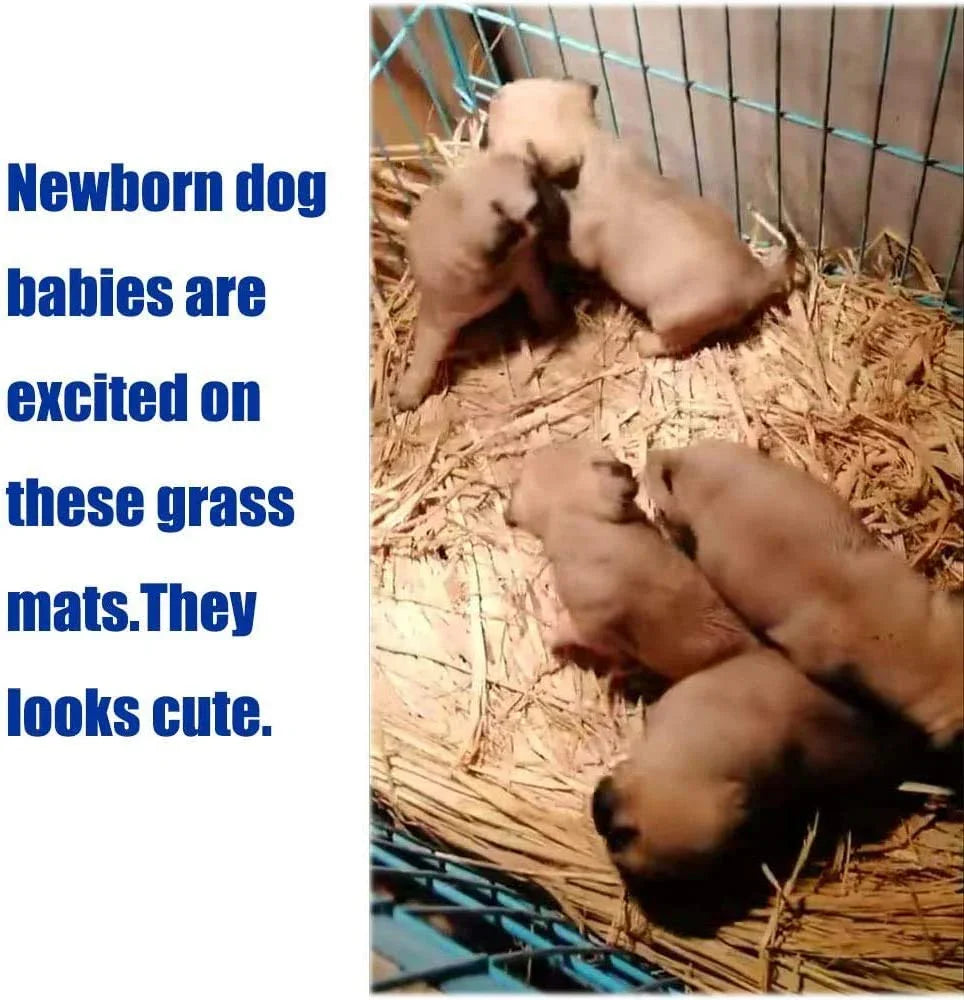 “Natural Grass Chew Mats 🌿🐰 12‑Pack for Rabbits, Guinea Pigs & More”