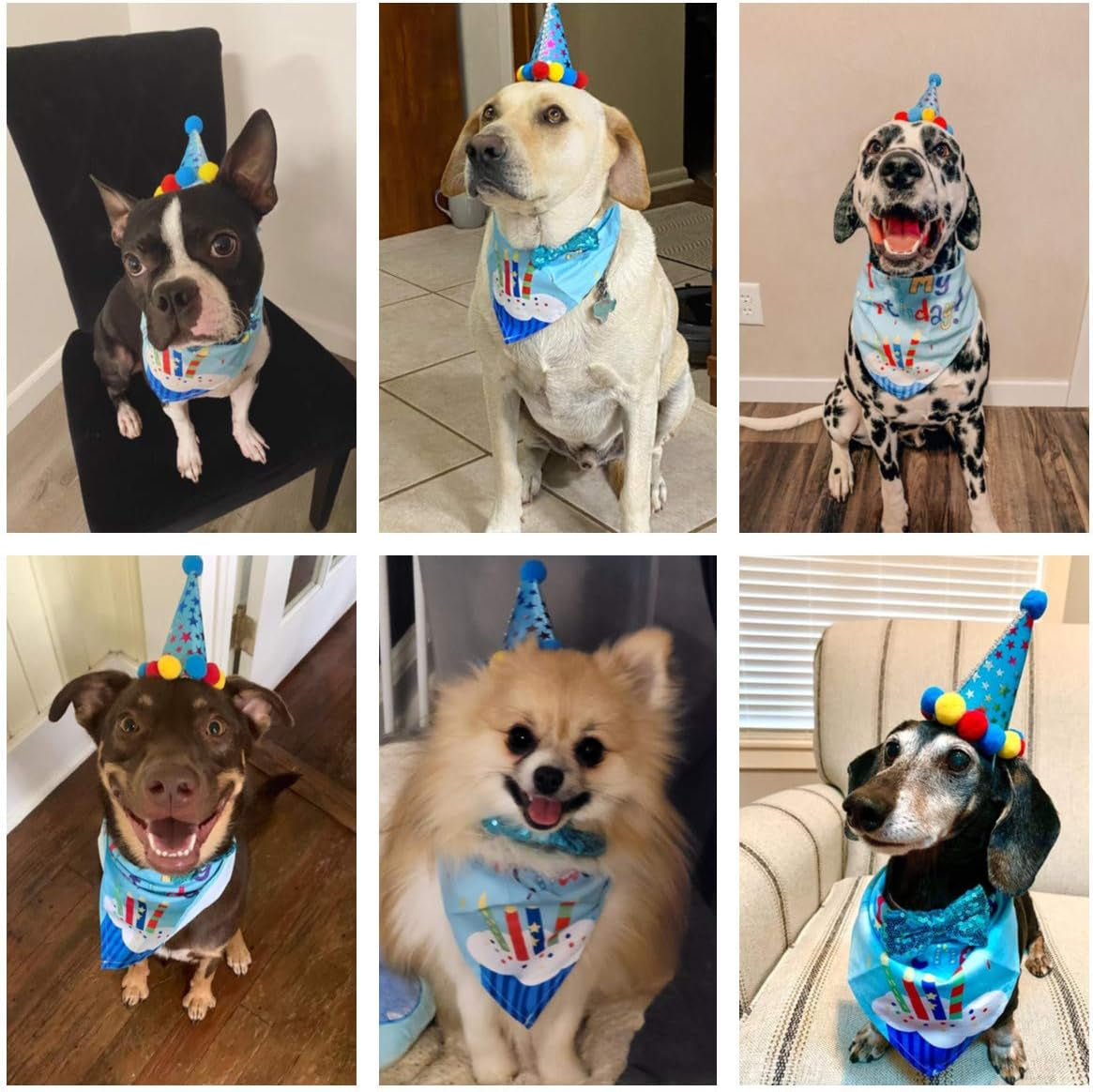 Blue Dog Birthday Bandana, Party Hat & Bow Tie Set for Medium/Large Pups 🎂🐾