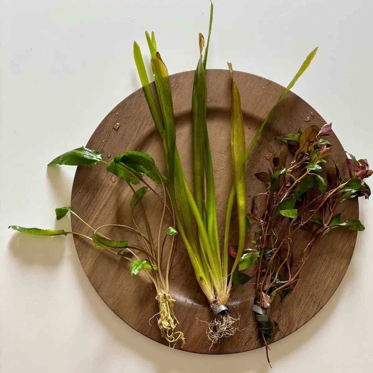 Aquarium Plant Surprise Pack - 3 Handpicked Aquatic Plants Perfect for Your Tank!