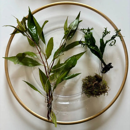 Aquarium Plant Surprise Pack - 3 Handpicked Aquatic Plants Perfect for Your Tank!