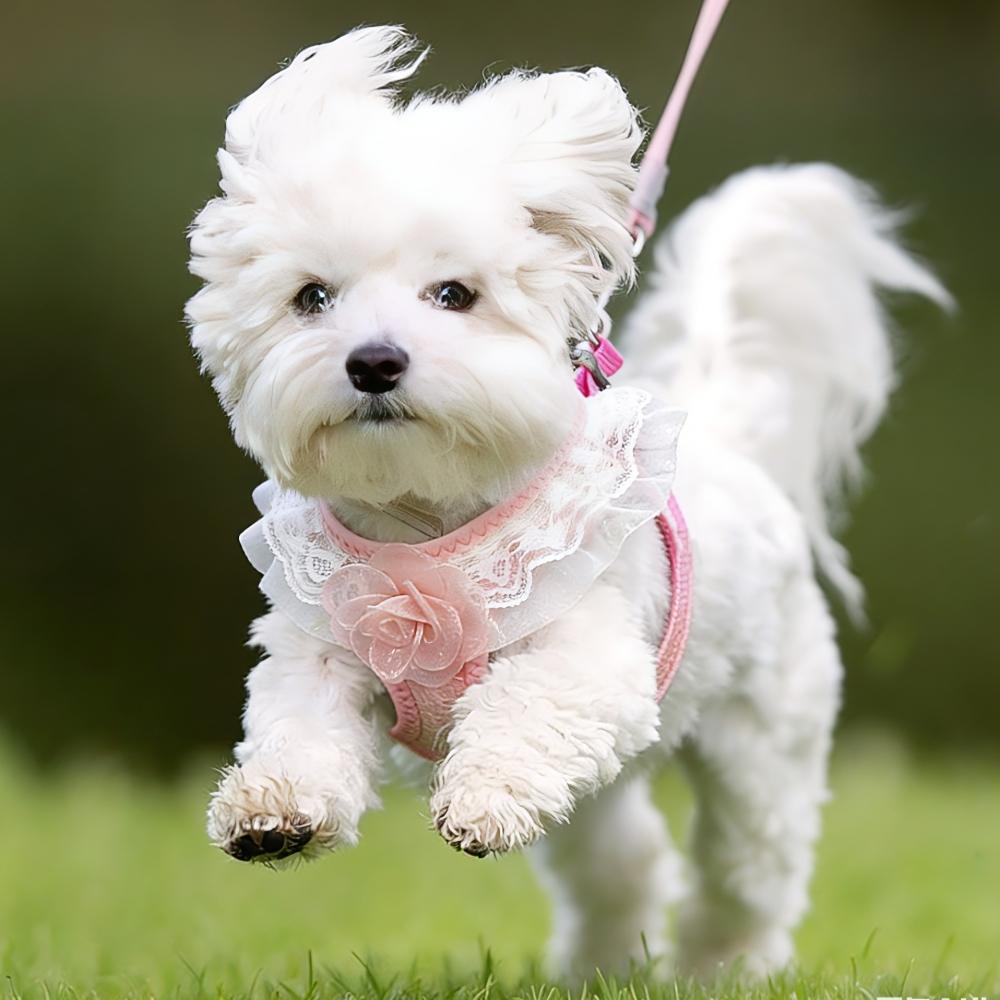 Chic Pink Lace Harness & Leash Set for Small Pets - Floral Vest-Style Design, Ideal for Dogs & Cats, Perfect for Stylish Walks!