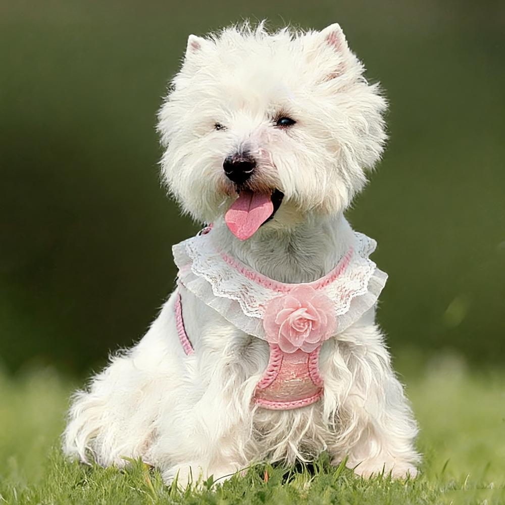 Chic Pink Lace Harness & Leash Set for Small Pets - Floral Vest-Style Design, Ideal for Dogs & Cats, Perfect for Stylish Walks!