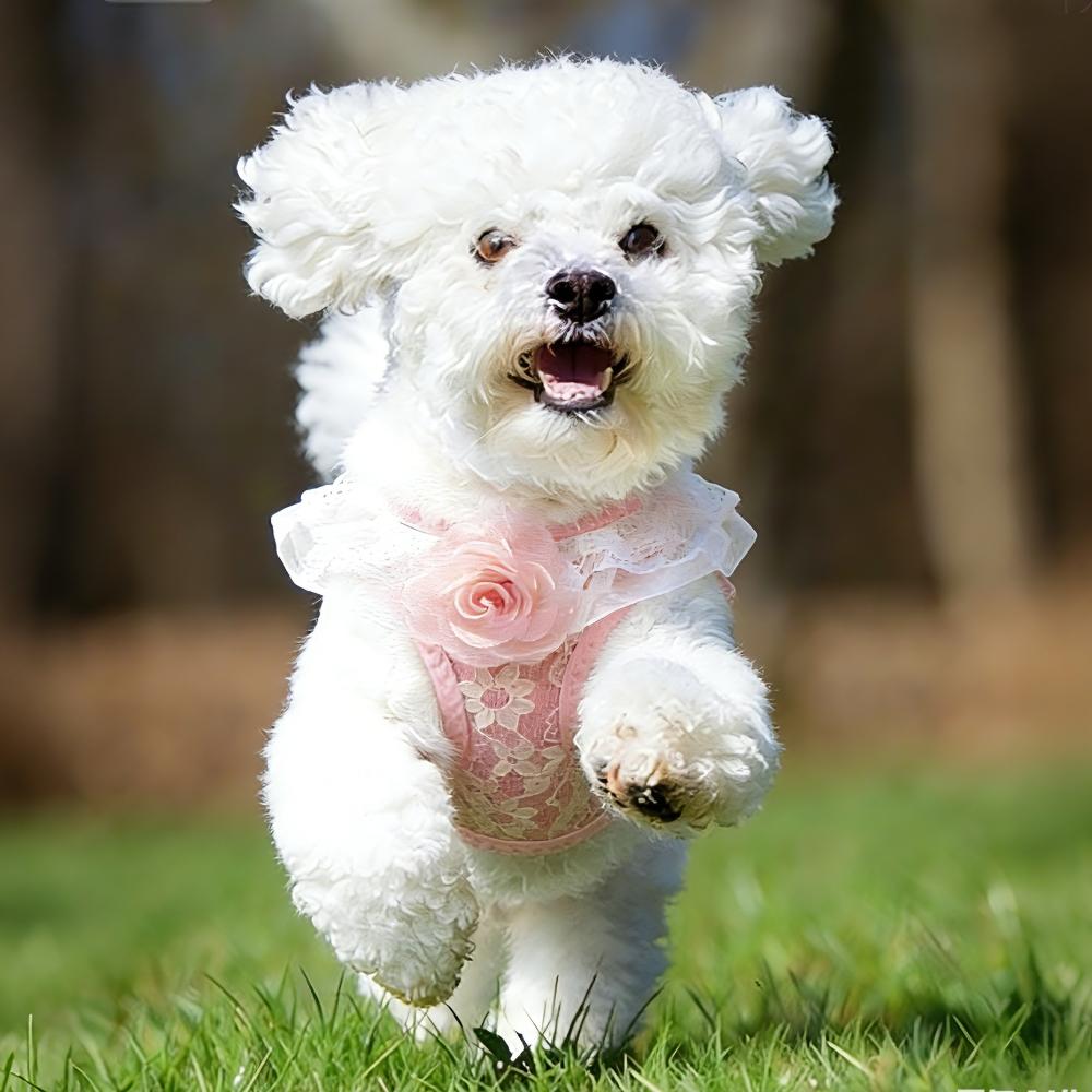 Chic Pink Lace Harness & Leash Set for Small Pets - Floral Vest-Style Design, Ideal for Dogs & Cats, Perfect for Stylish Walks!