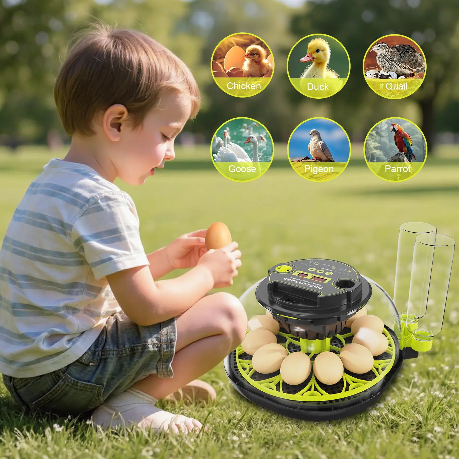 Automatic Egg Incubator with Humidity Display, Built-In Egg Candler, and 360° Transparent View for Home Chicken Hatching and Poultry Farming