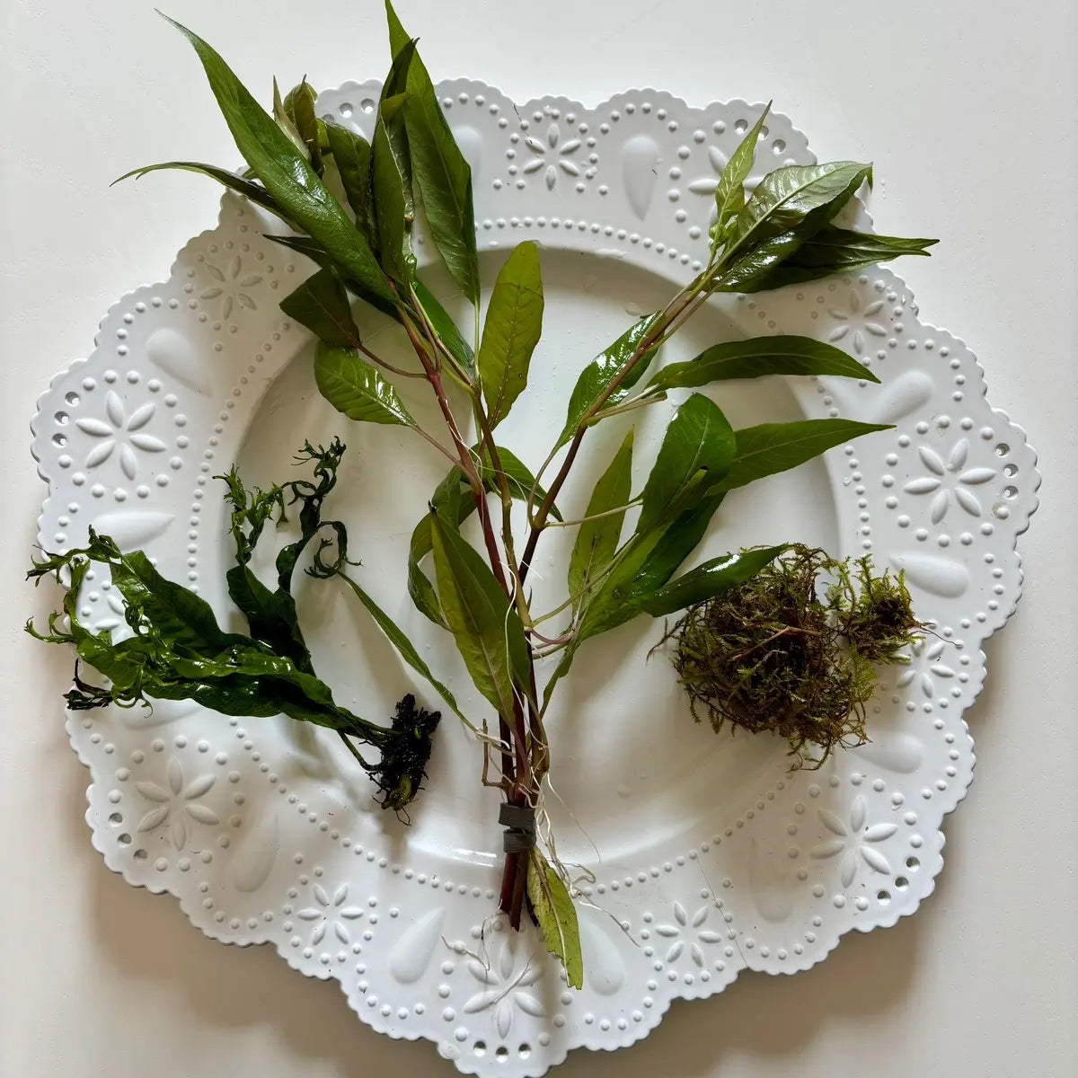 Aquarium Plant Surprise Pack - 3 Handpicked Aquatic Plants Perfect for Your Tank!