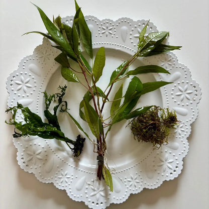 Aquarium Plant Surprise Pack - 3 Handpicked Aquatic Plants Perfect for Your Tank!