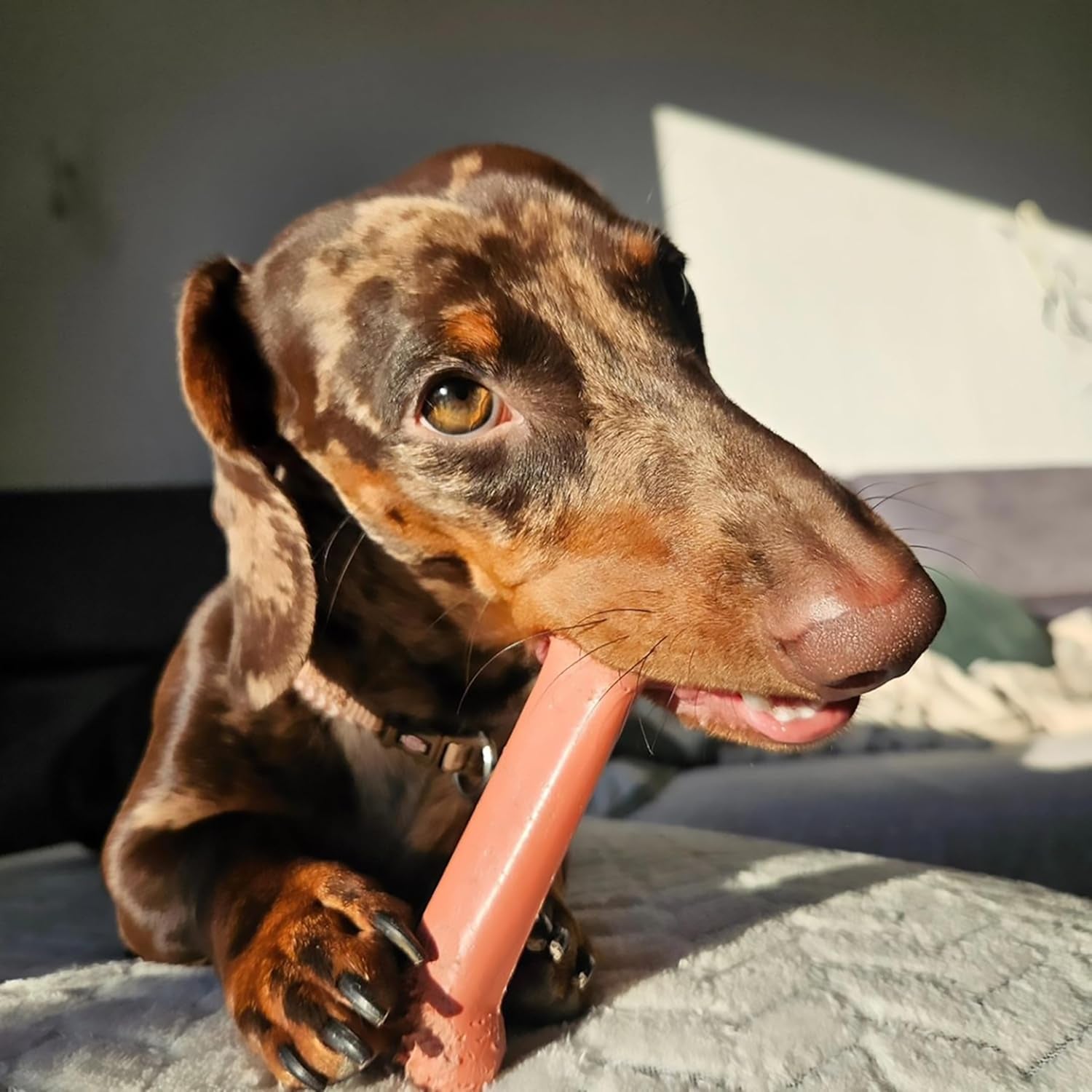 Nylabone Power Chew Bones 🦴🔥 Tough Nylon Twin Pack – Bacon & Chicken, Medium Dogs