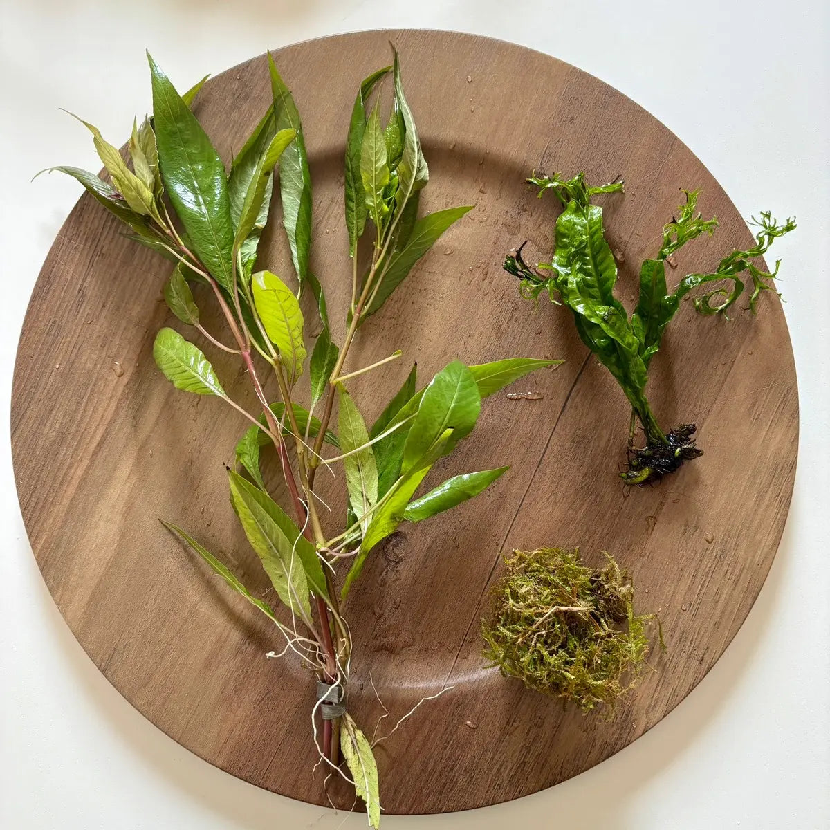 Aquarium Plant Surprise Pack - 3 Handpicked Aquatic Plants Perfect for Your Tank!